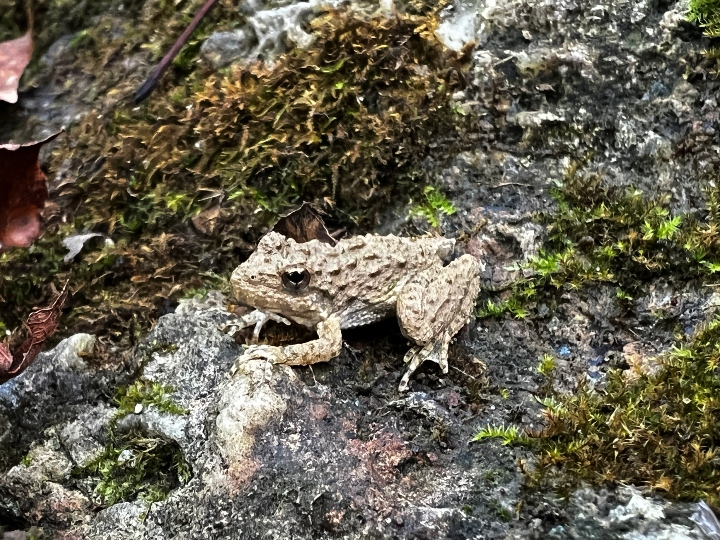 Blanchard's Cricket Frog